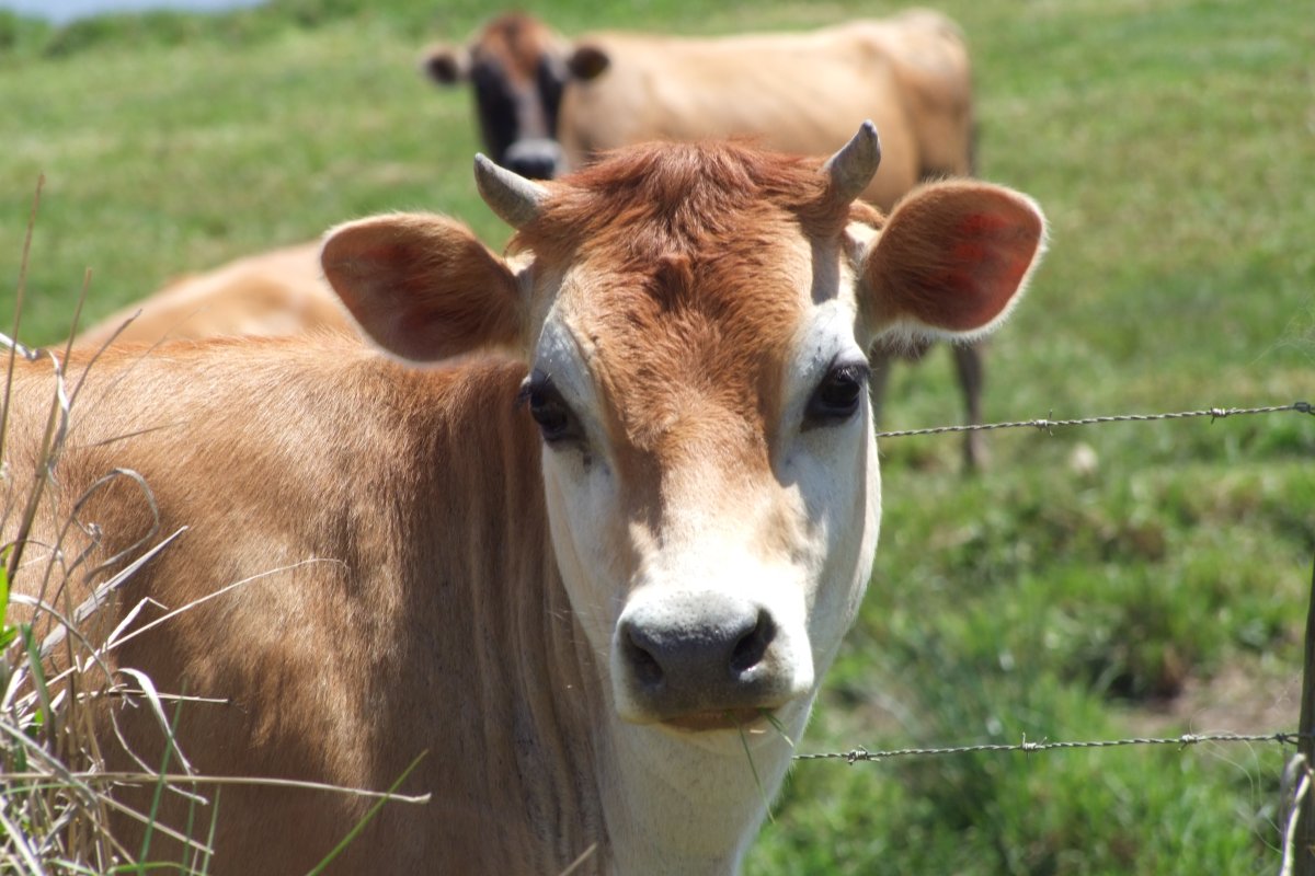 Красивый теленок