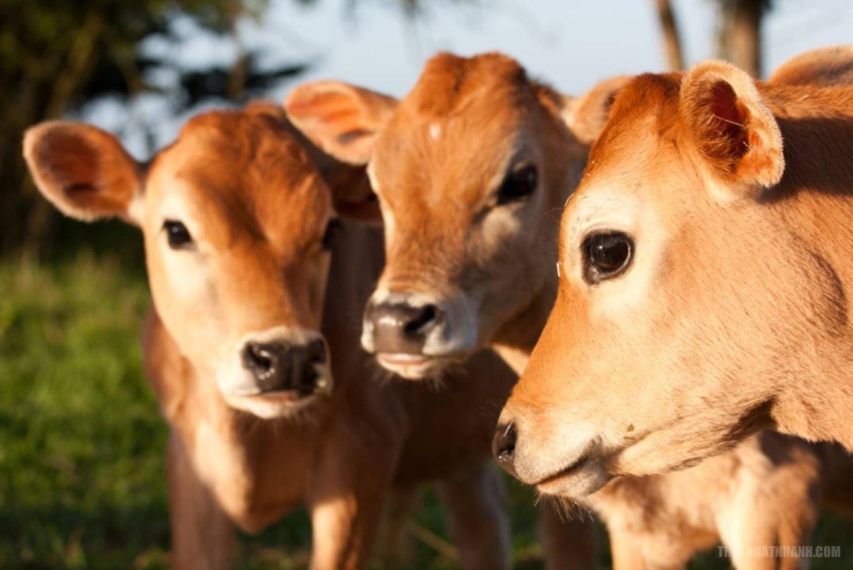 Телята Молодняк