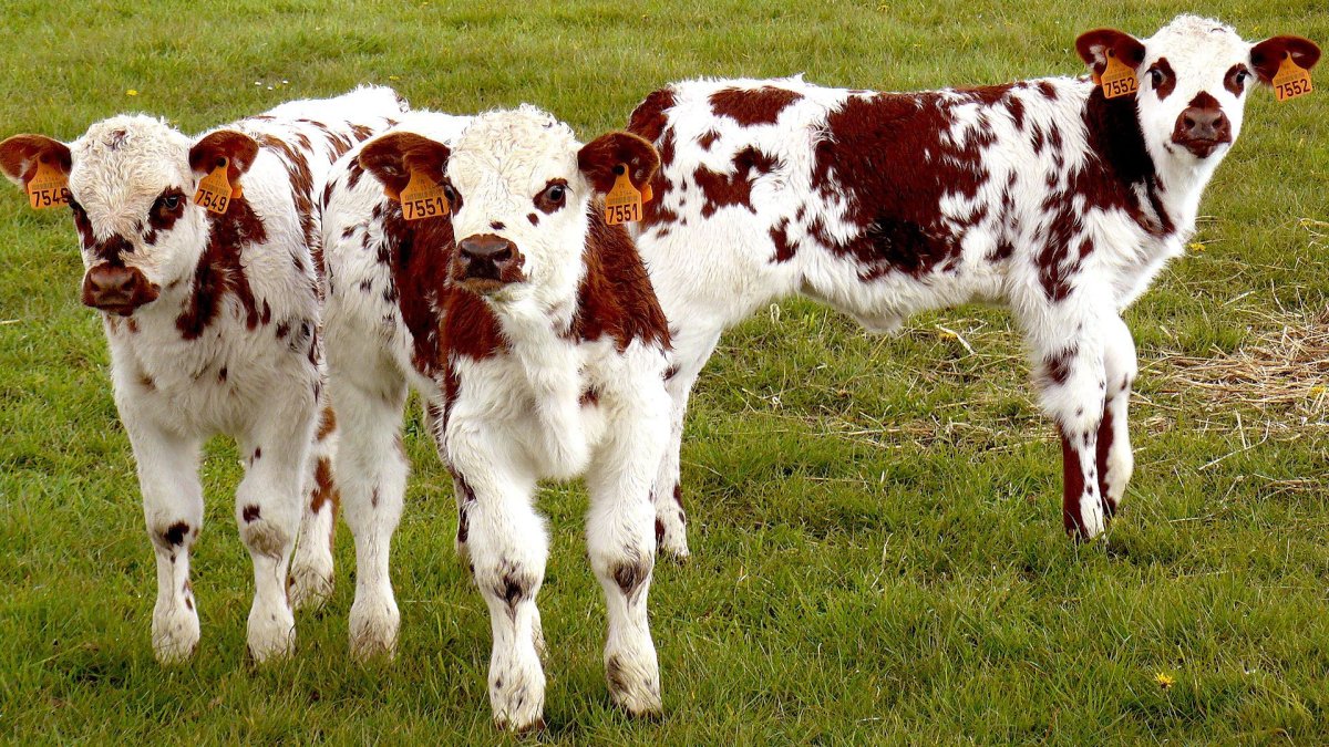 Телята молочники