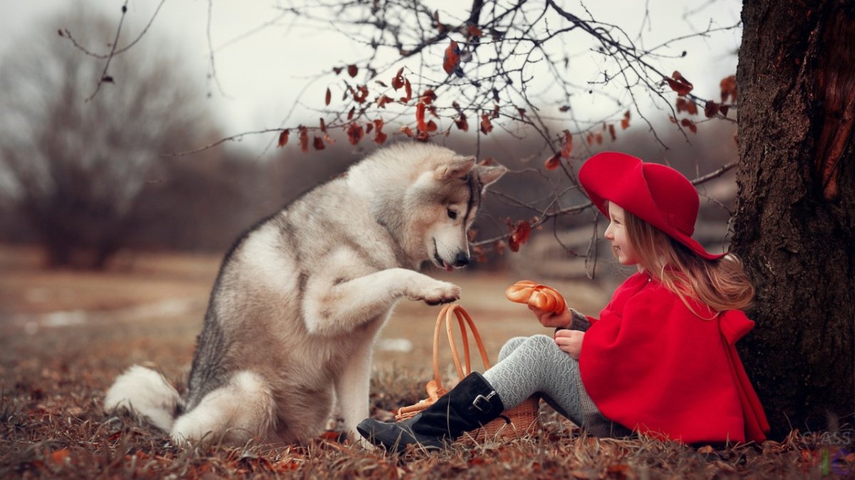 Обои осень волк и девушка