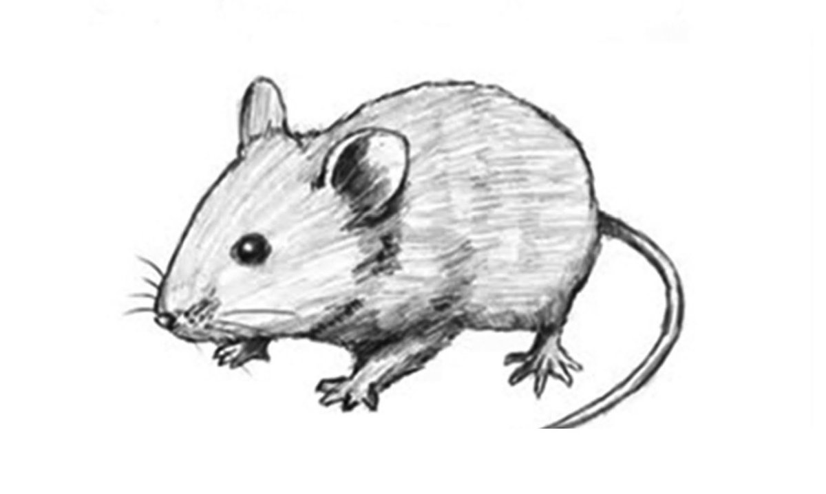 Рисунок мышки для срисовки
