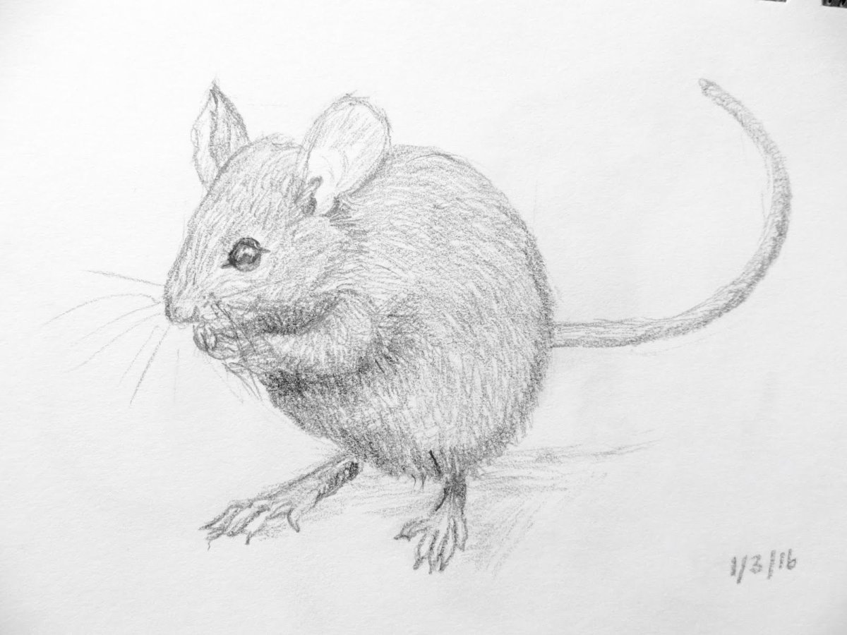 Мышка рисунок карандашом