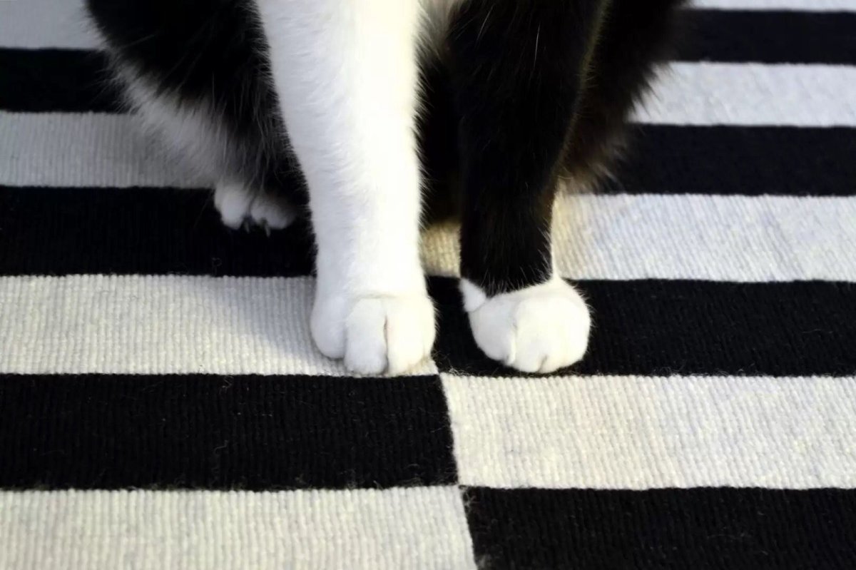 Зебра черно белая или бело черная