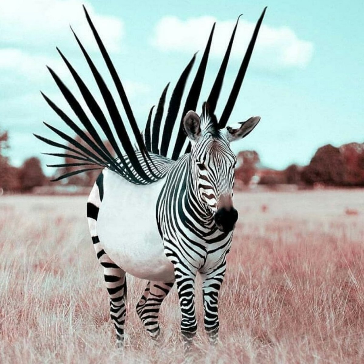 Оптические иллюзии