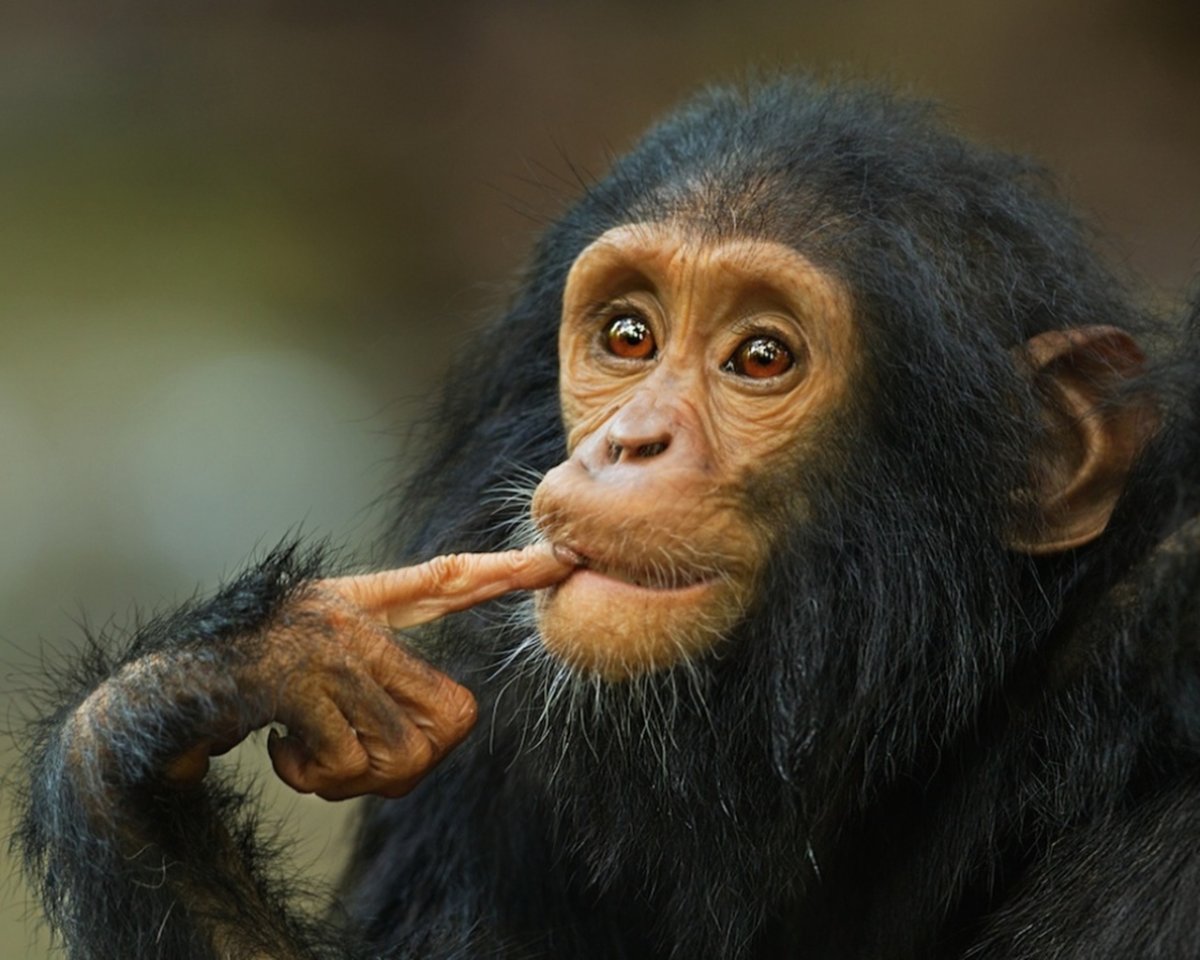 Обезьяна философ