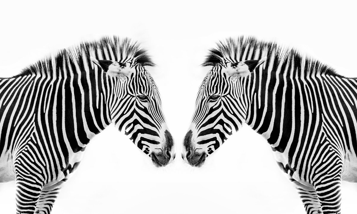 Невидимый кот