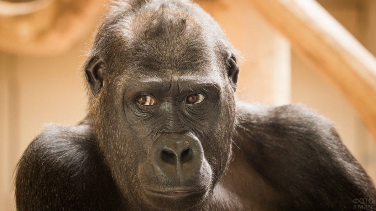 Задумчивая обезьяна