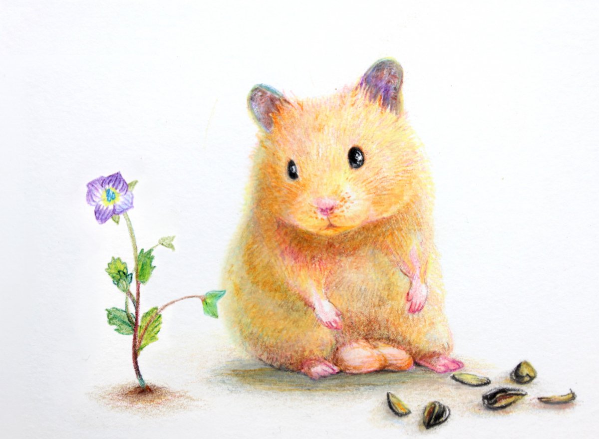 Хомяк цветными карандашами