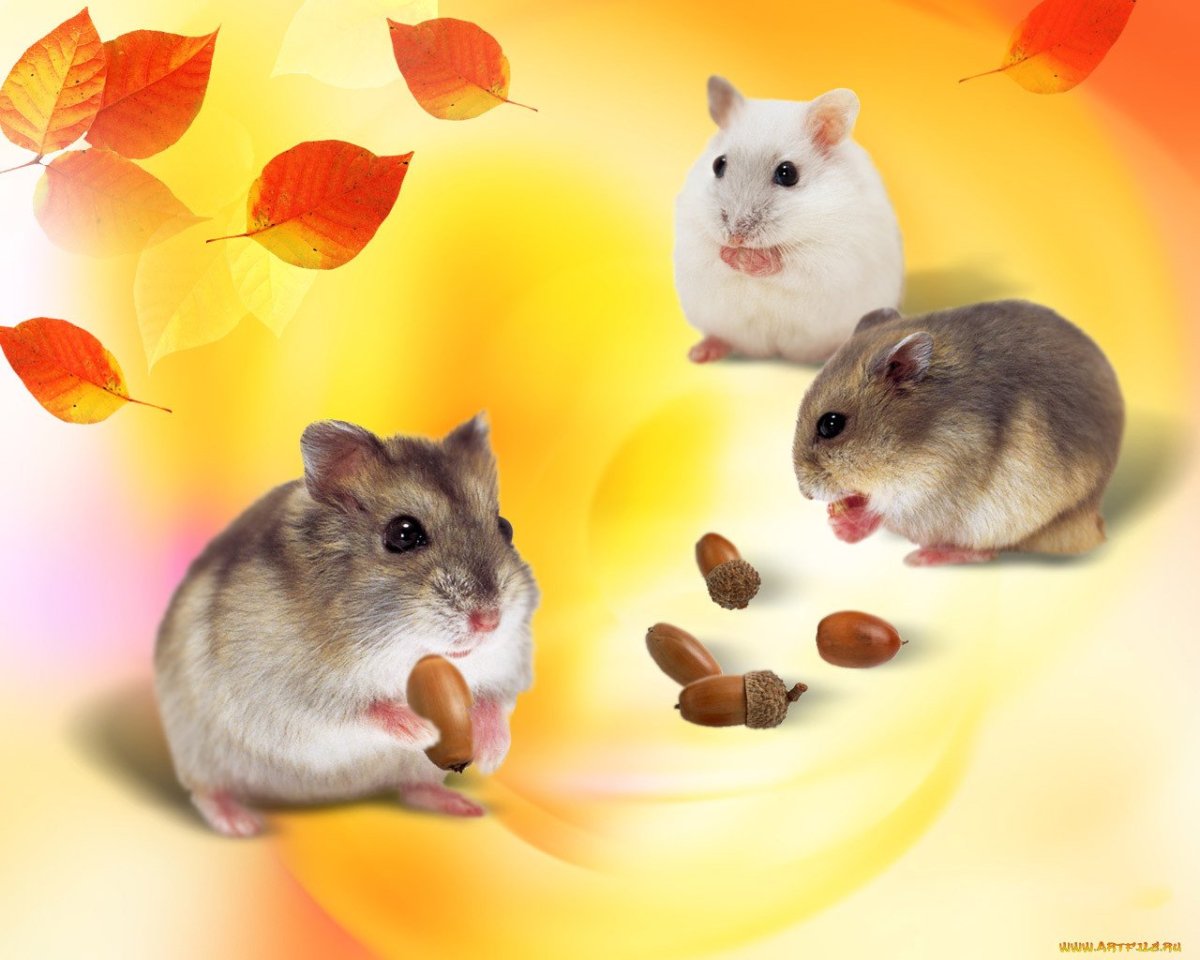 Милый хомяк арт