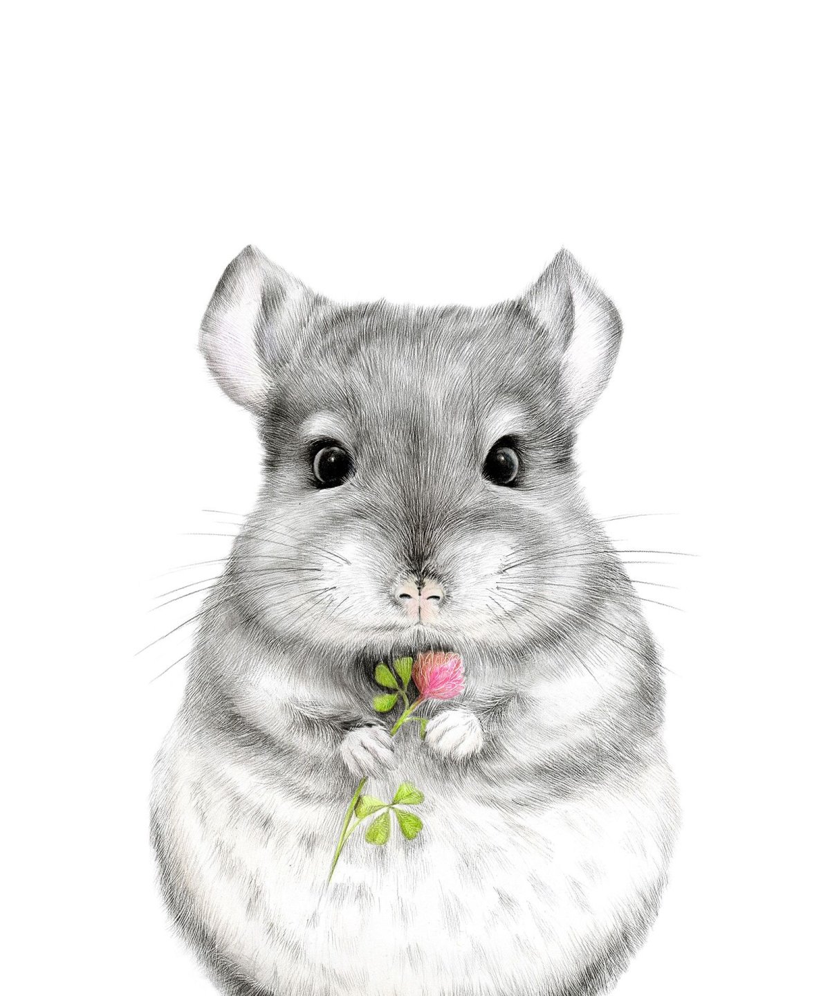 Сирийский золотистый хомячок