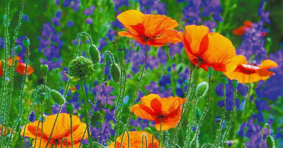 Июль месяц природа