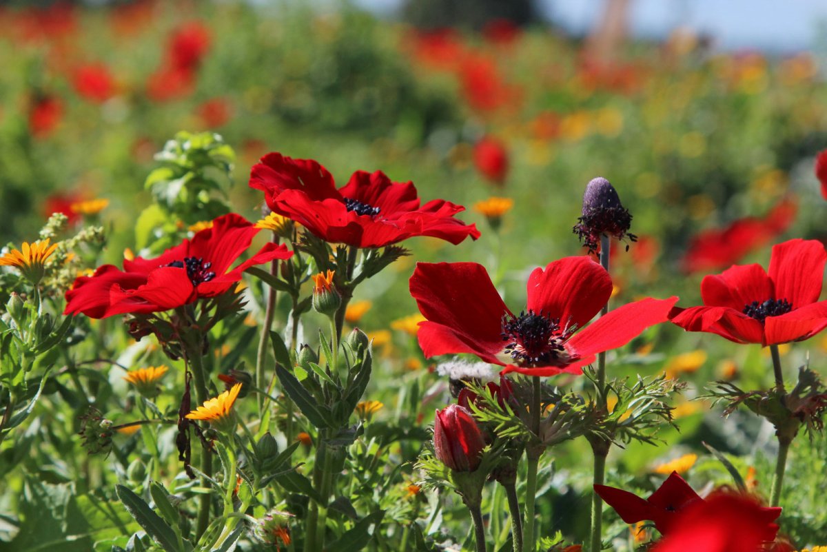 Красные цветы в июле