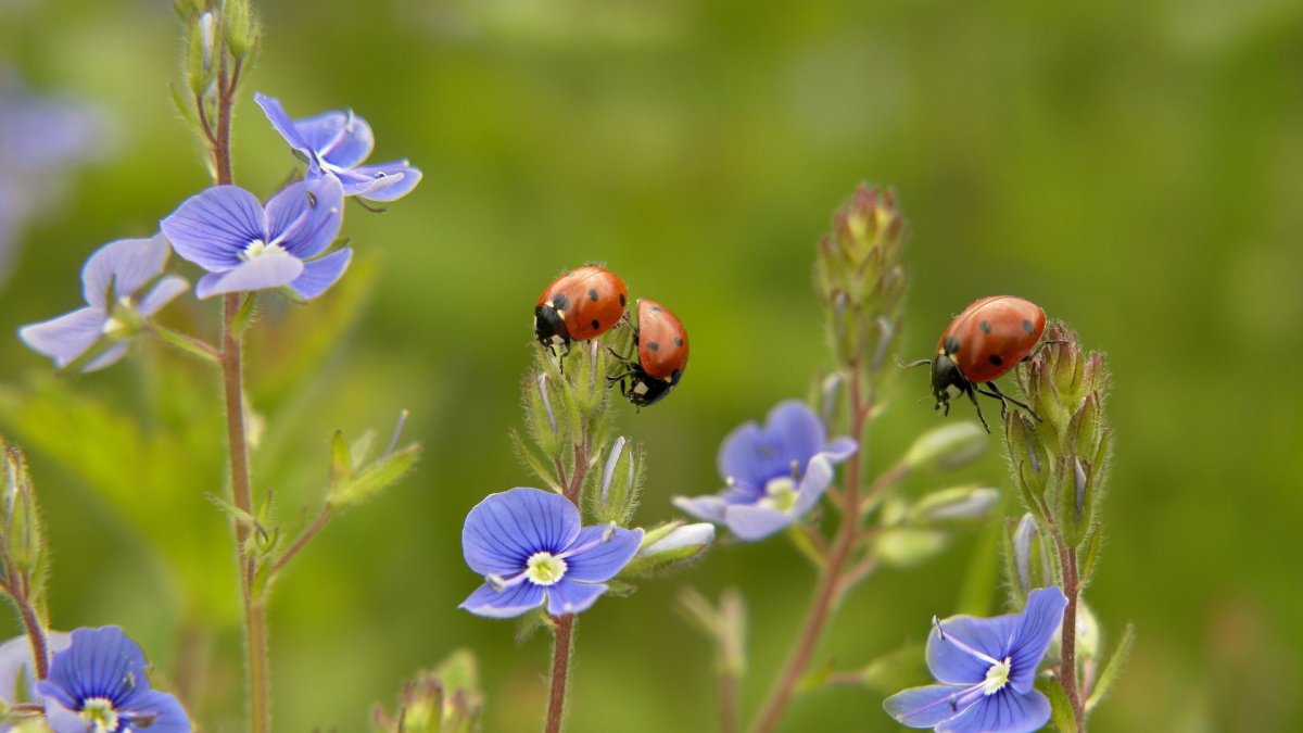 Полевые насекомые