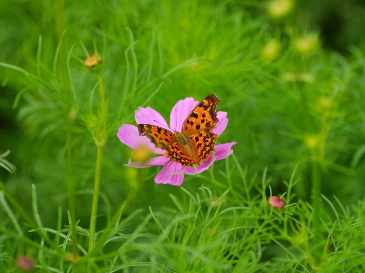 Летние картинки июнь