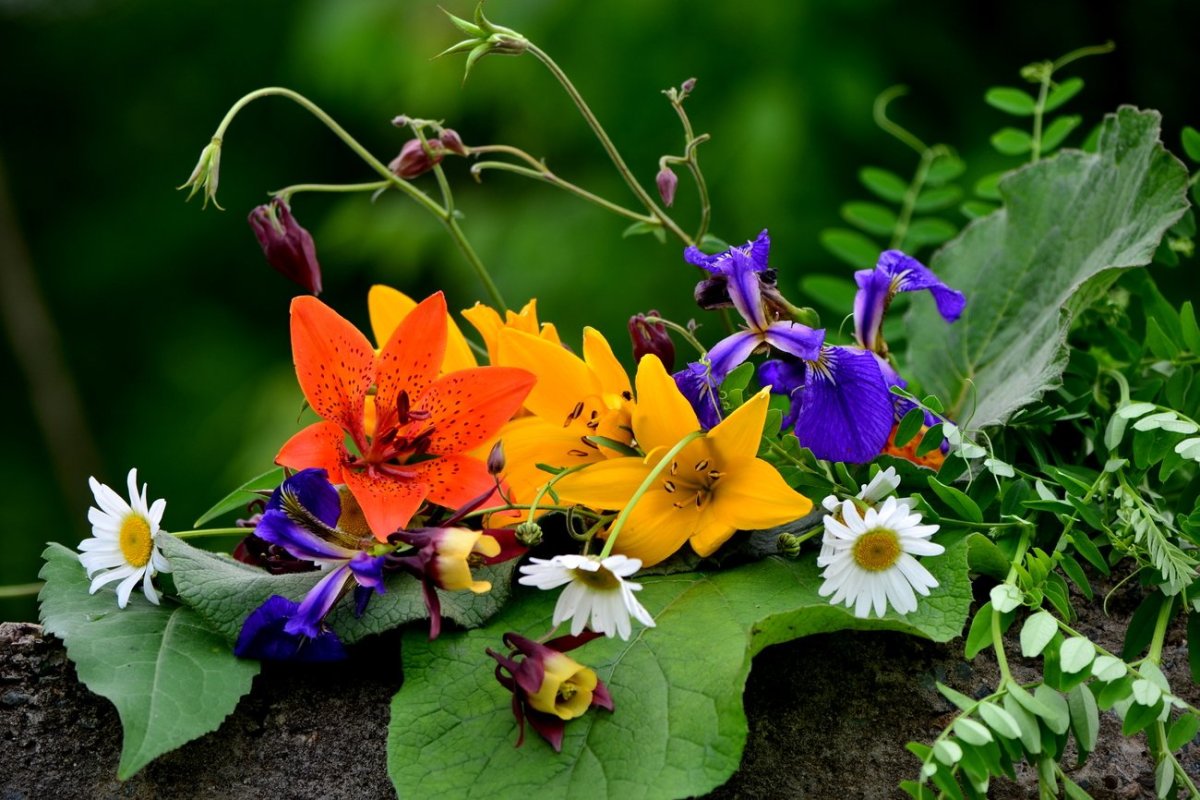 Июньские цветы