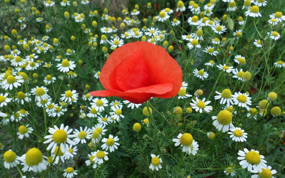 Ромашки с маками
