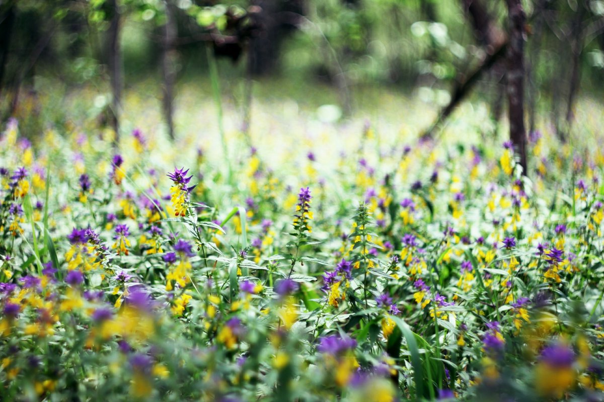 Июль макушка лета Твардовский