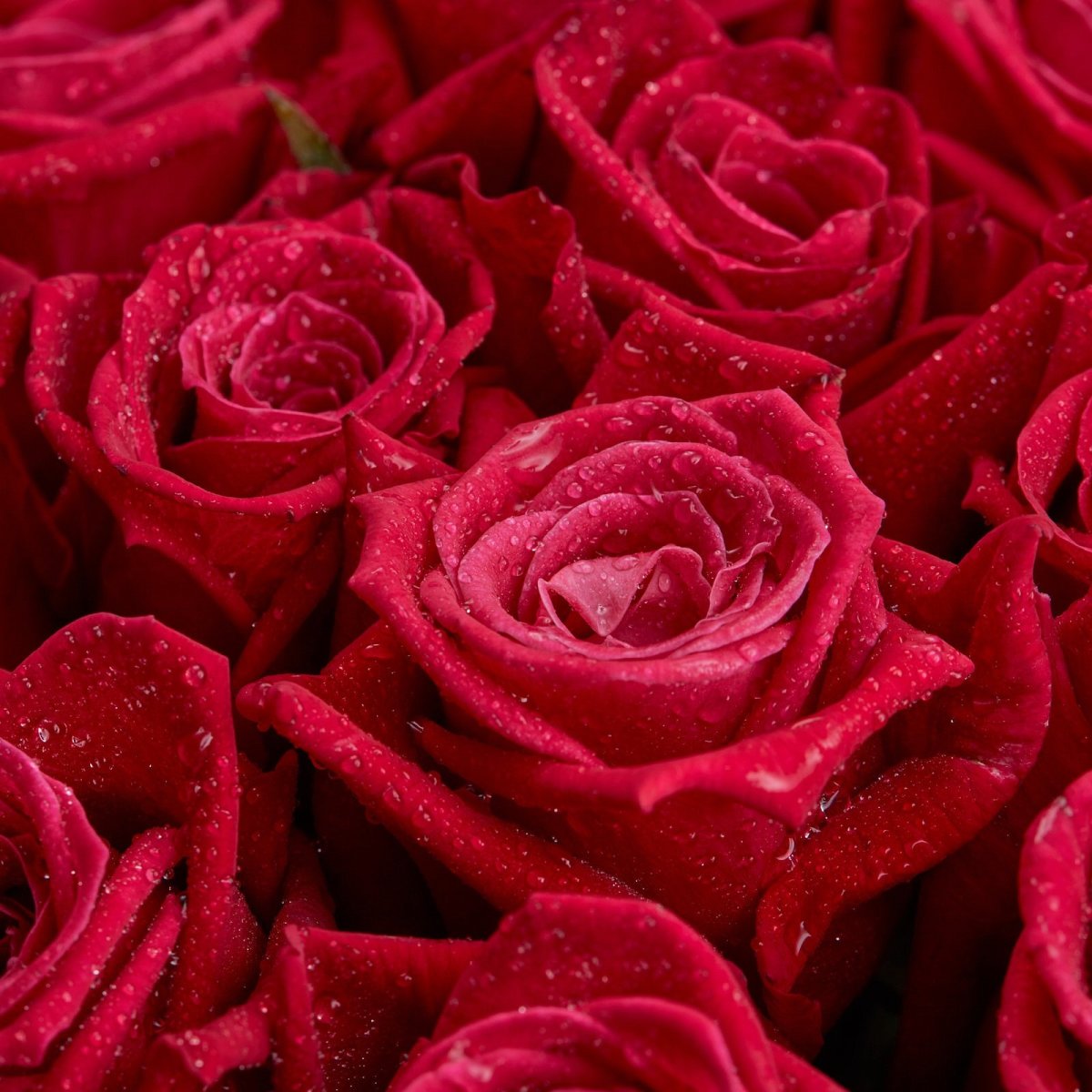 Розы малинового цвета