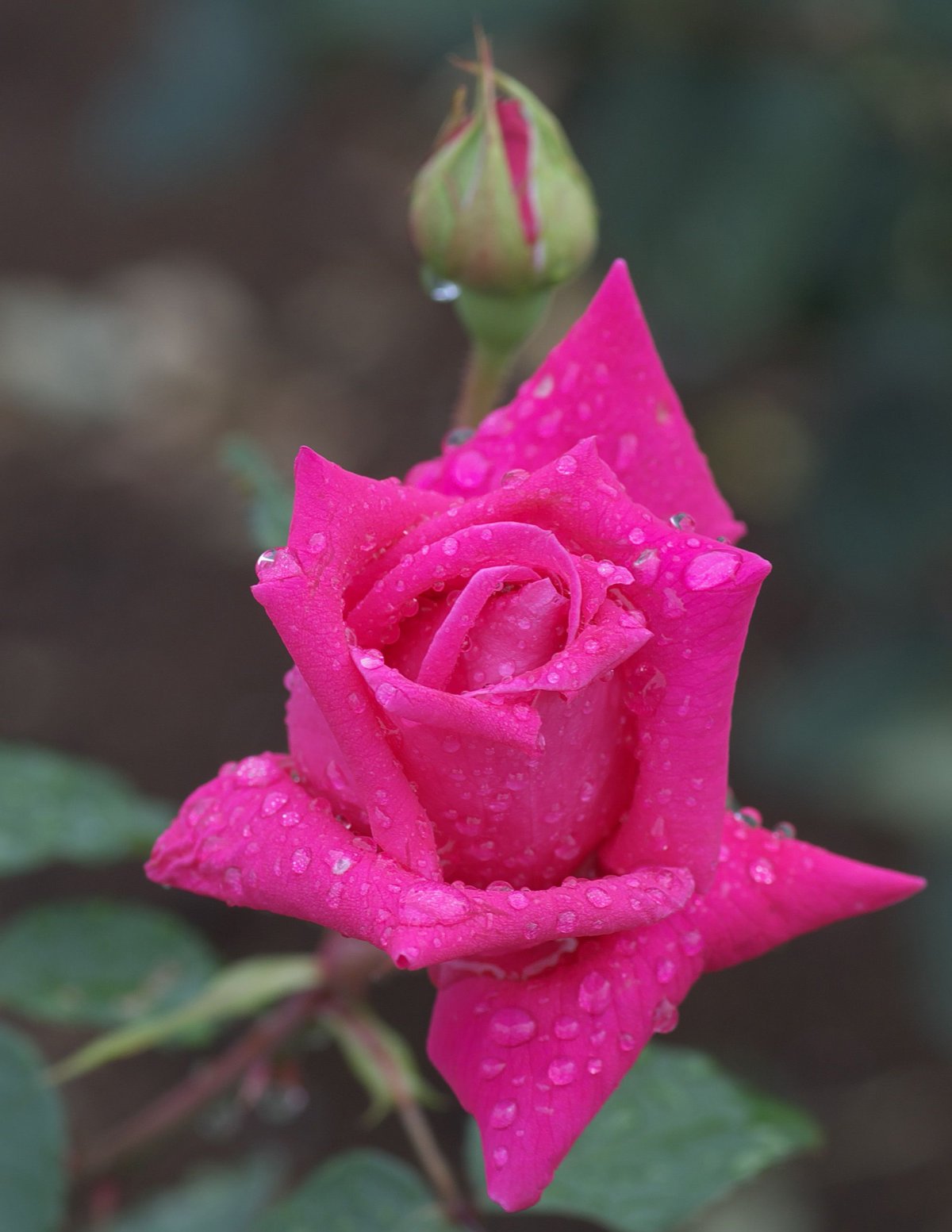 Роза Мовистар чайно-гибридная