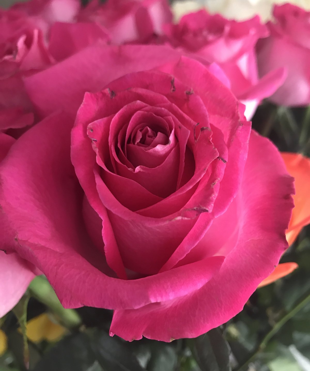 Розы Гоча малиновые розы