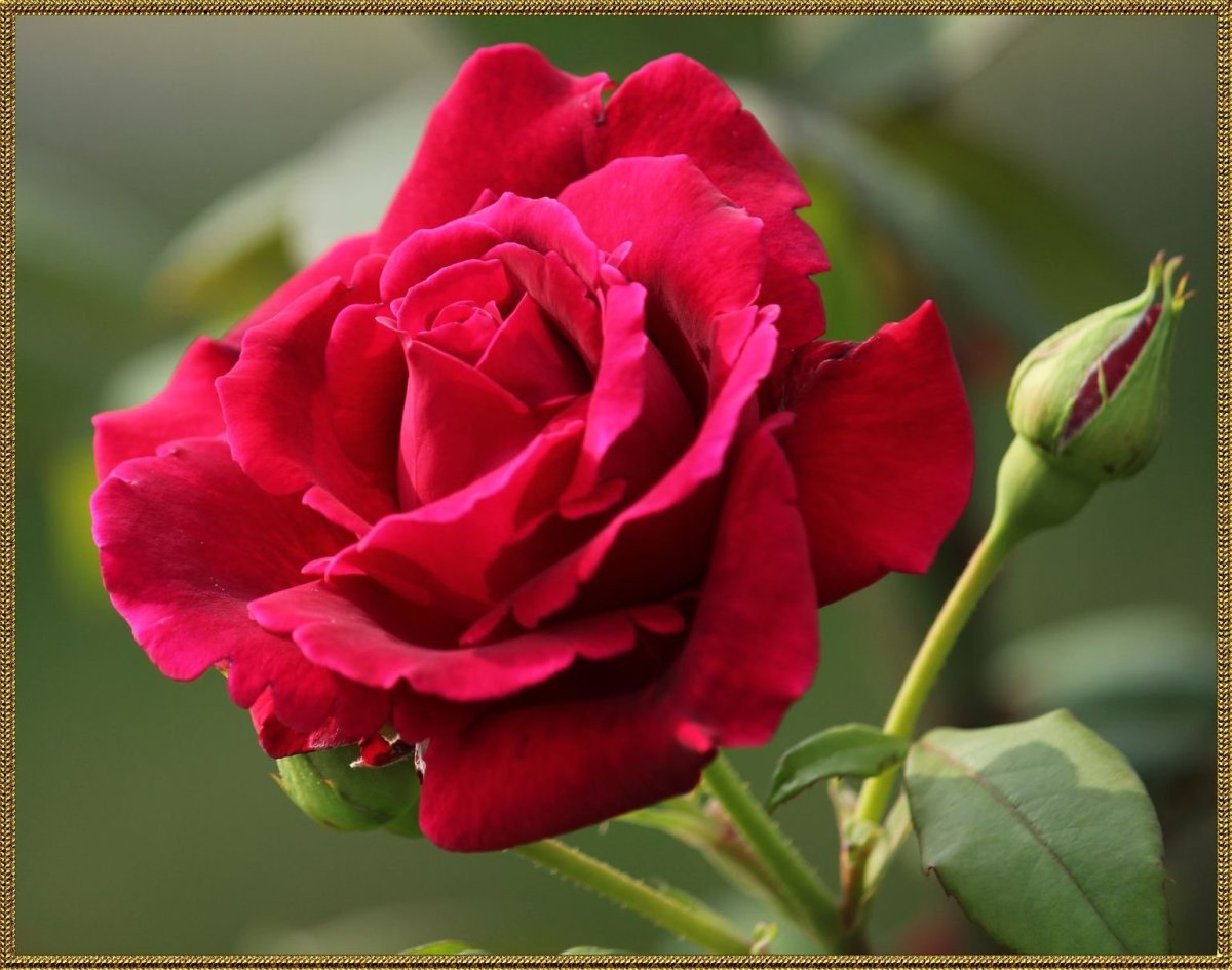 Роза чайно гибридная малиновый звон