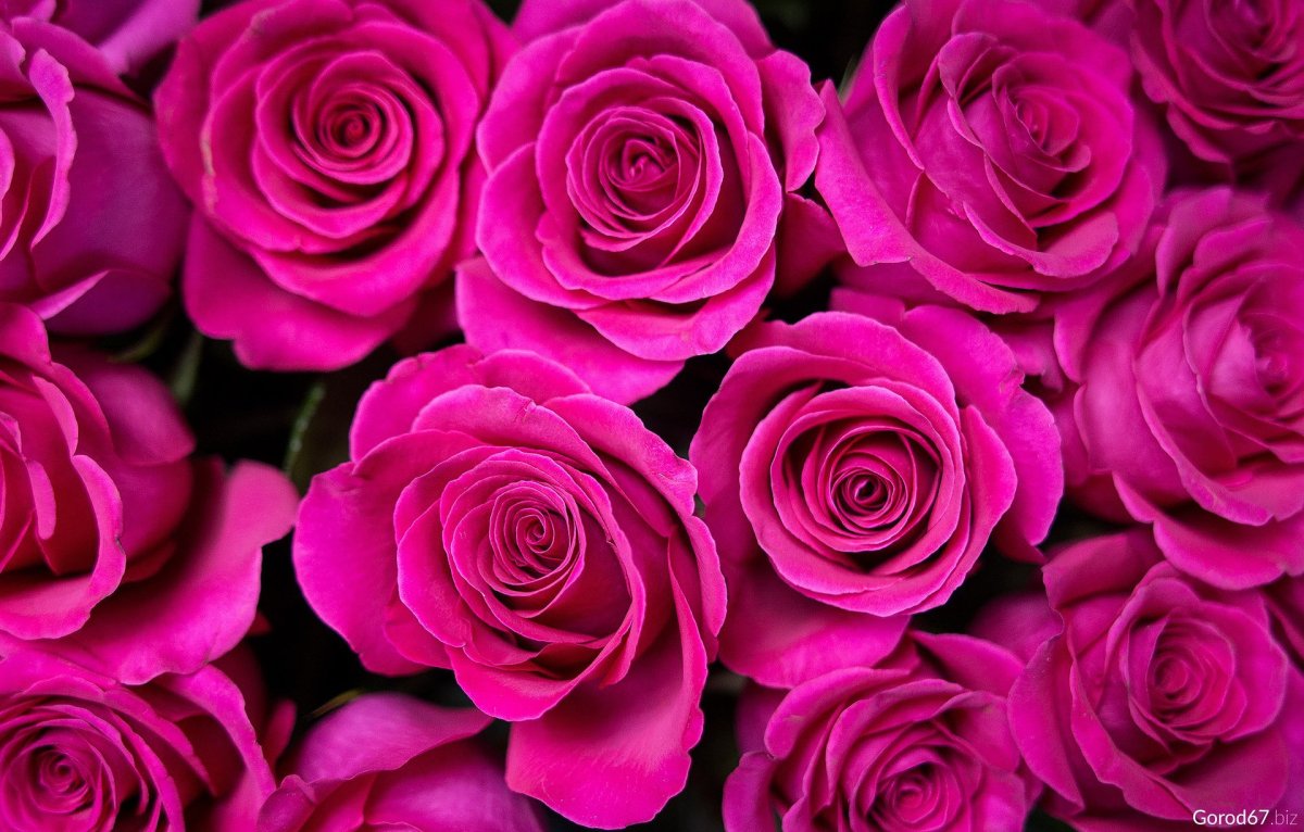 Пинфлоид роза