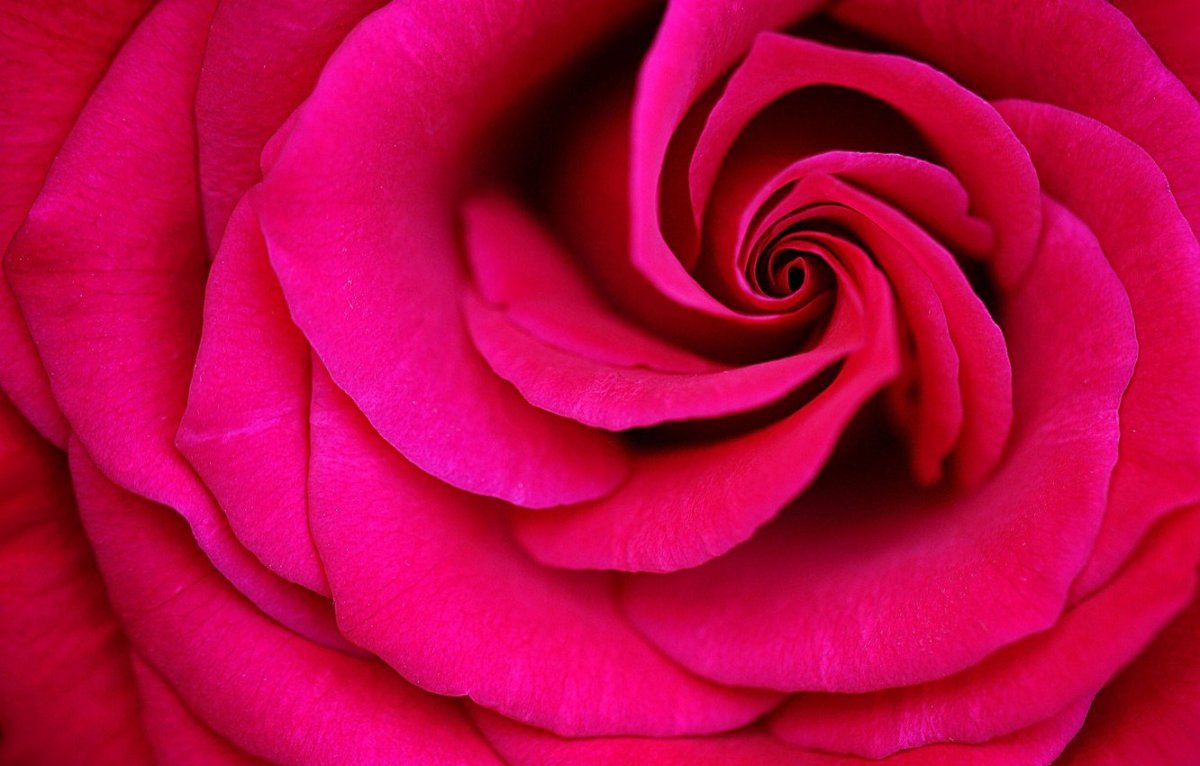 Розы малинового цвета