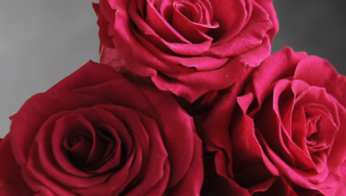 Роза красно малиновая