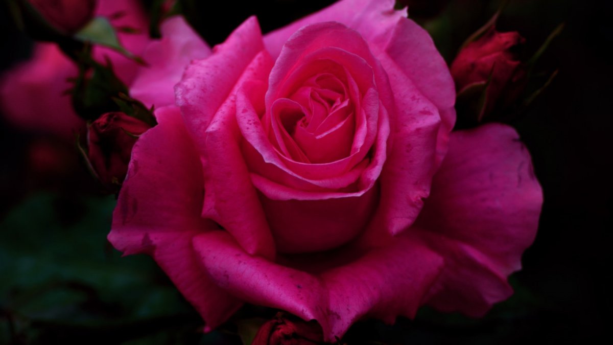 Малиновые розы