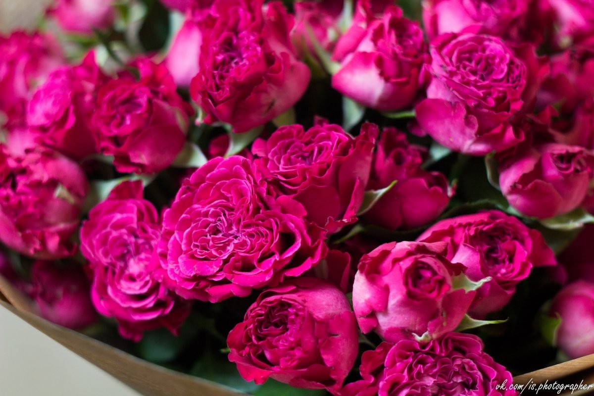 Роза пионовидная малиновая