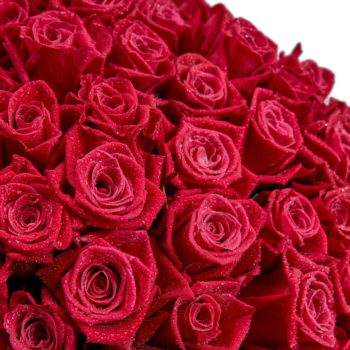 Малиновые розы