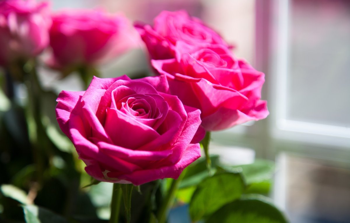 Красивые розы на заставку