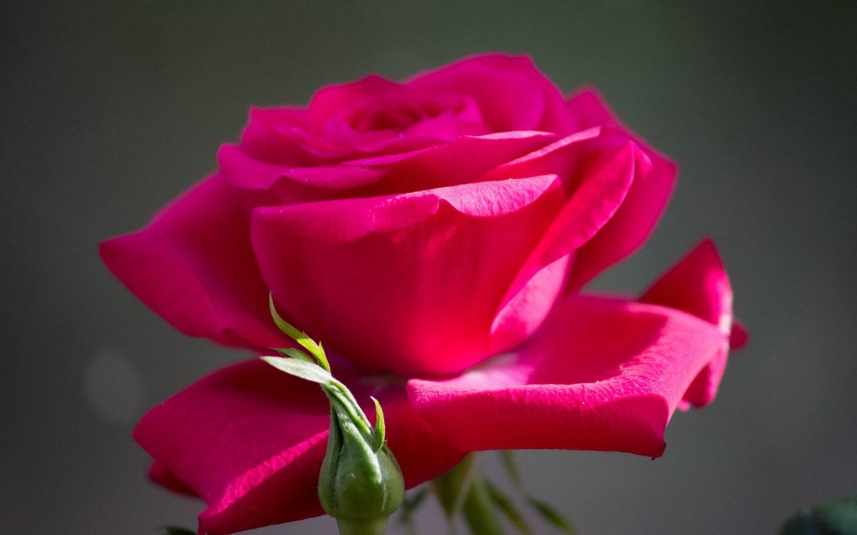 Ярко розовые розы