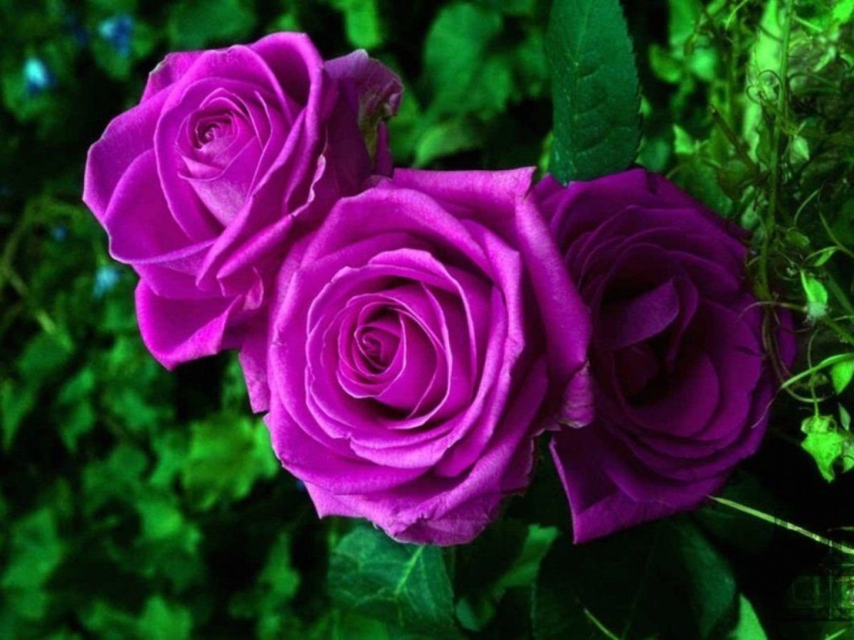 Роза Пурпл Эмперор