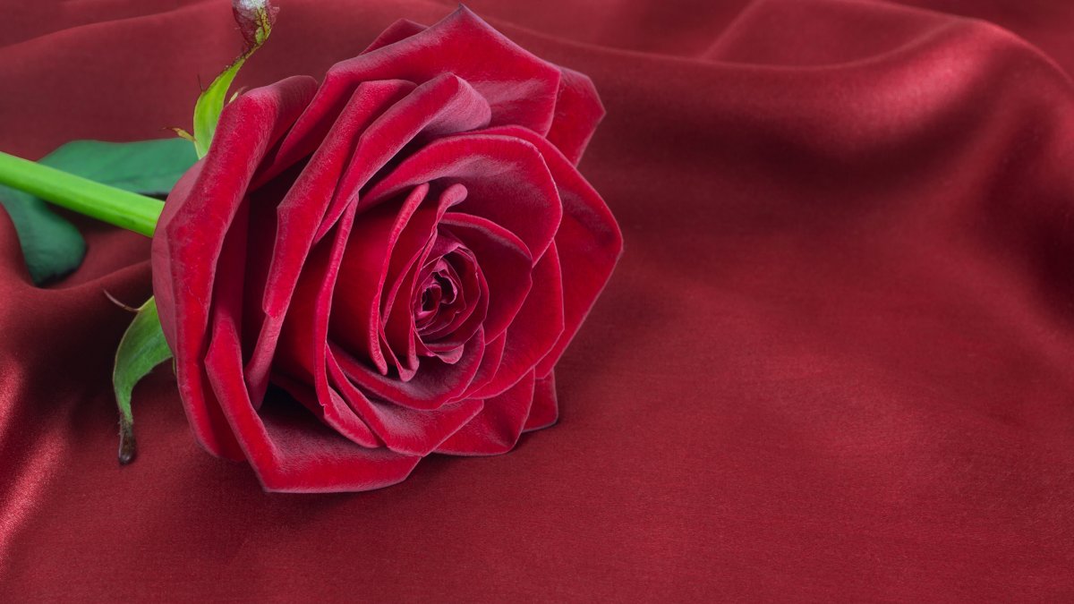 Цветы на бордовом фоне