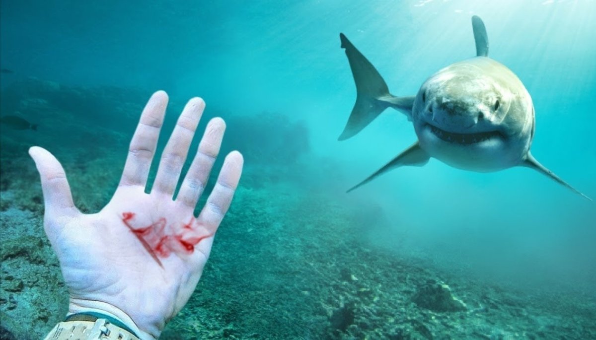 Карликовая Фонарная акула