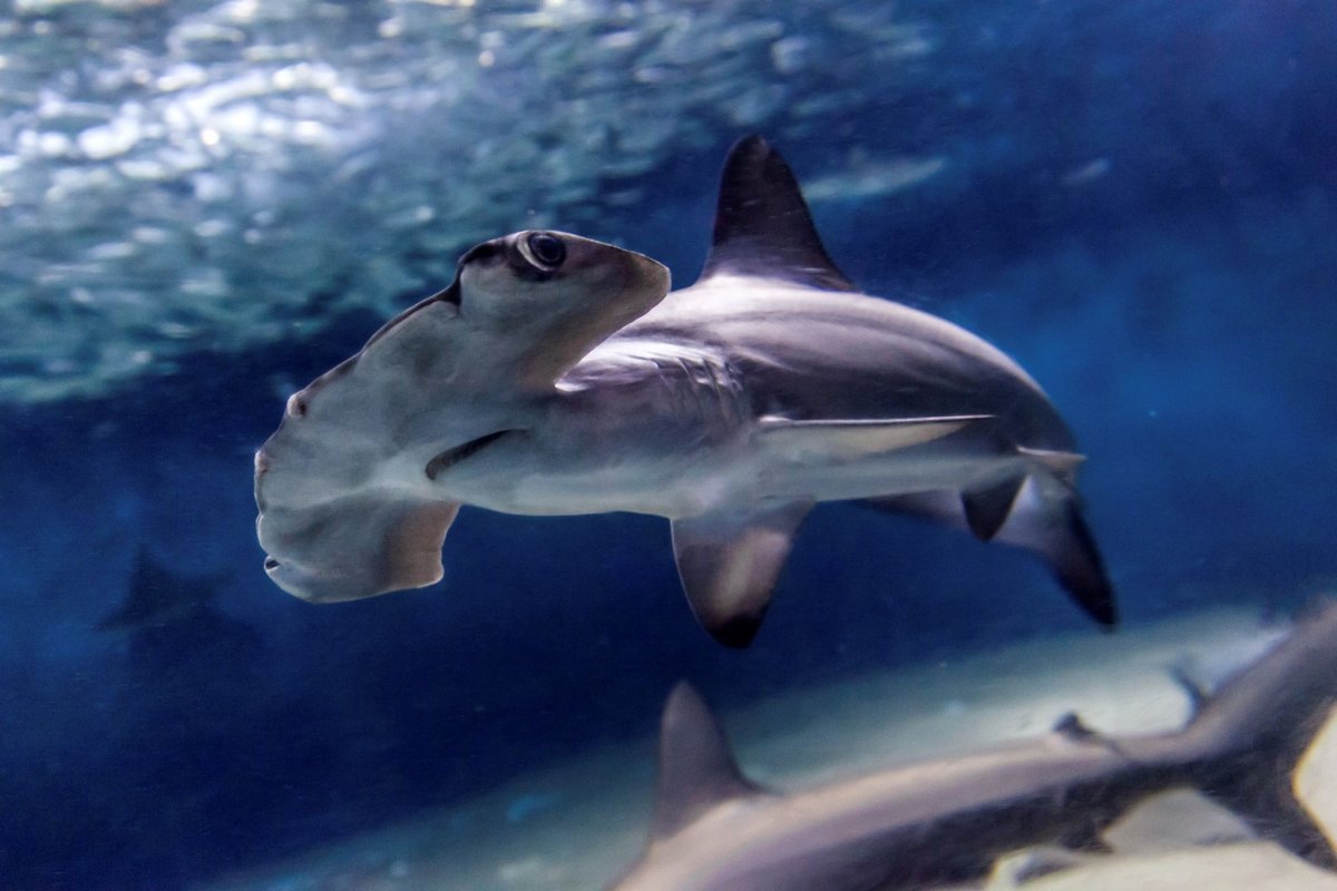 Милая акула