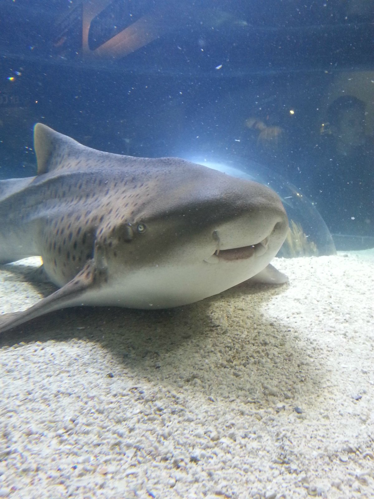 Акула рисунок