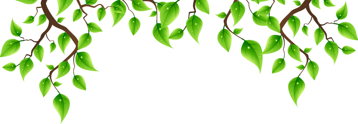 Ветка берёзы на прозрачном фоне