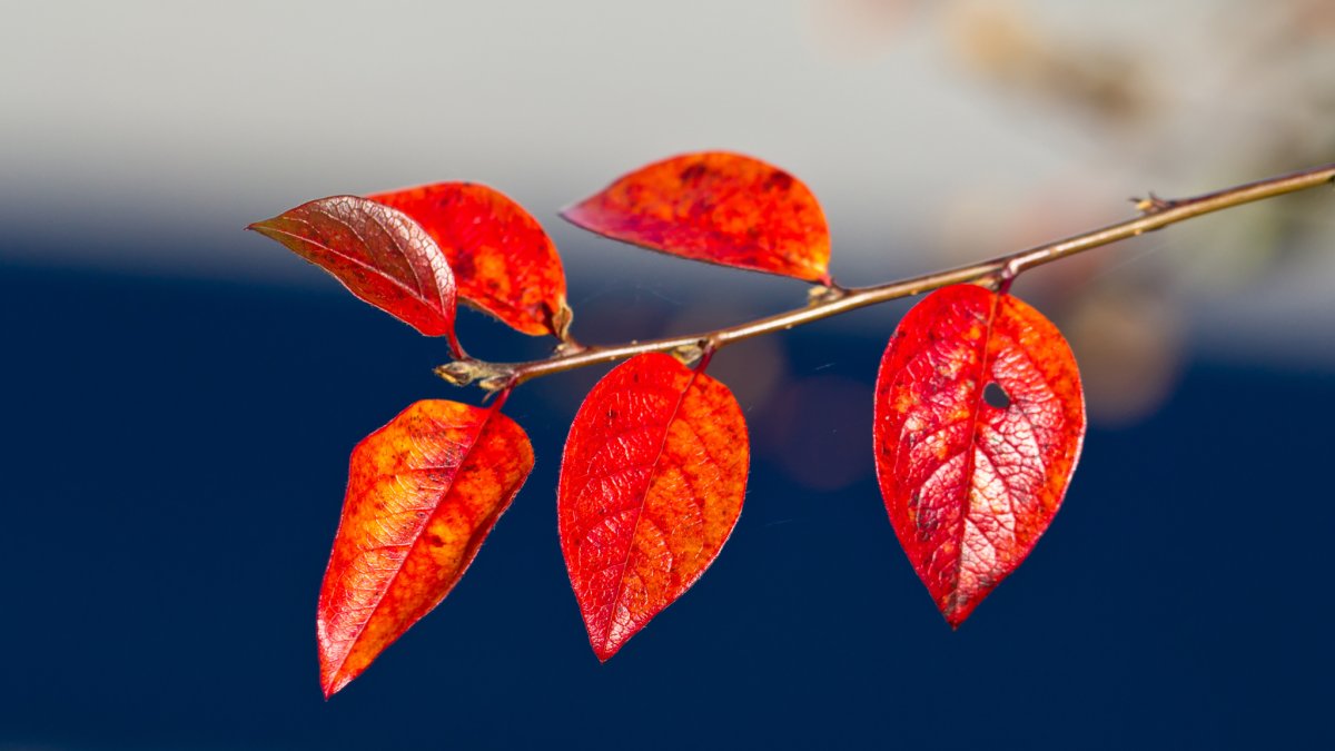 Осенняя ветка