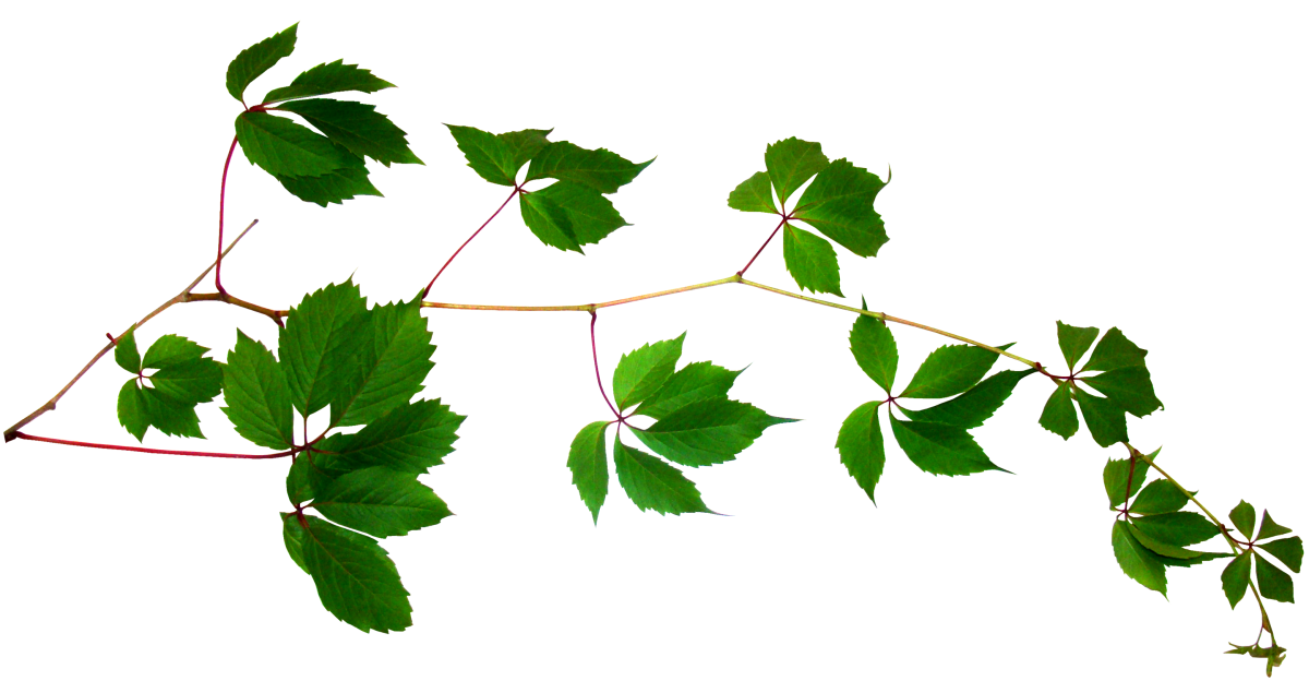 Девичий виноград на прозрачном фоне