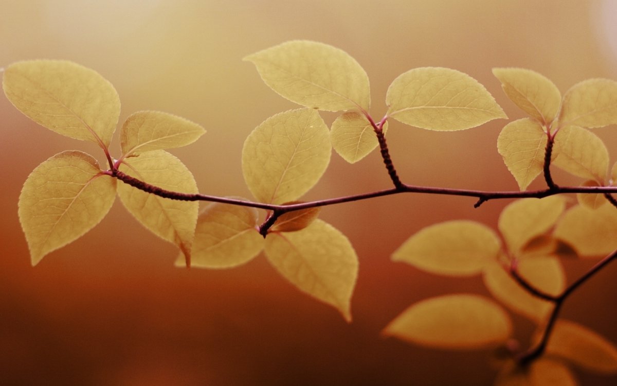 Обои на рабочий стол листья