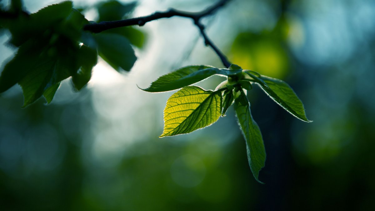 Красивая ветка с листьями