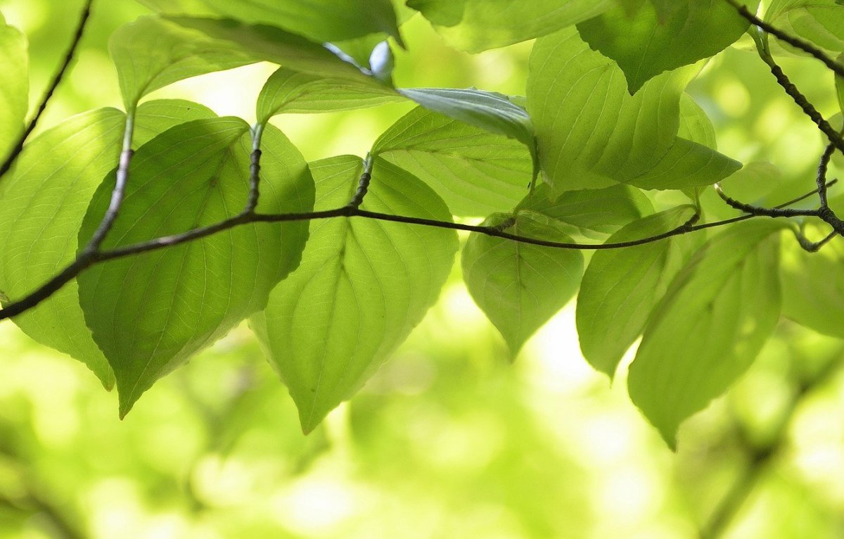 Ветка с зелеными листьями