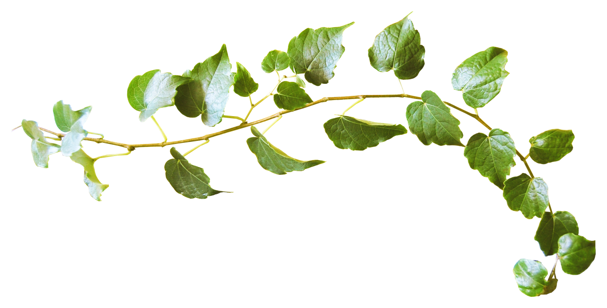 Ветки листьев на прозрачном фоне