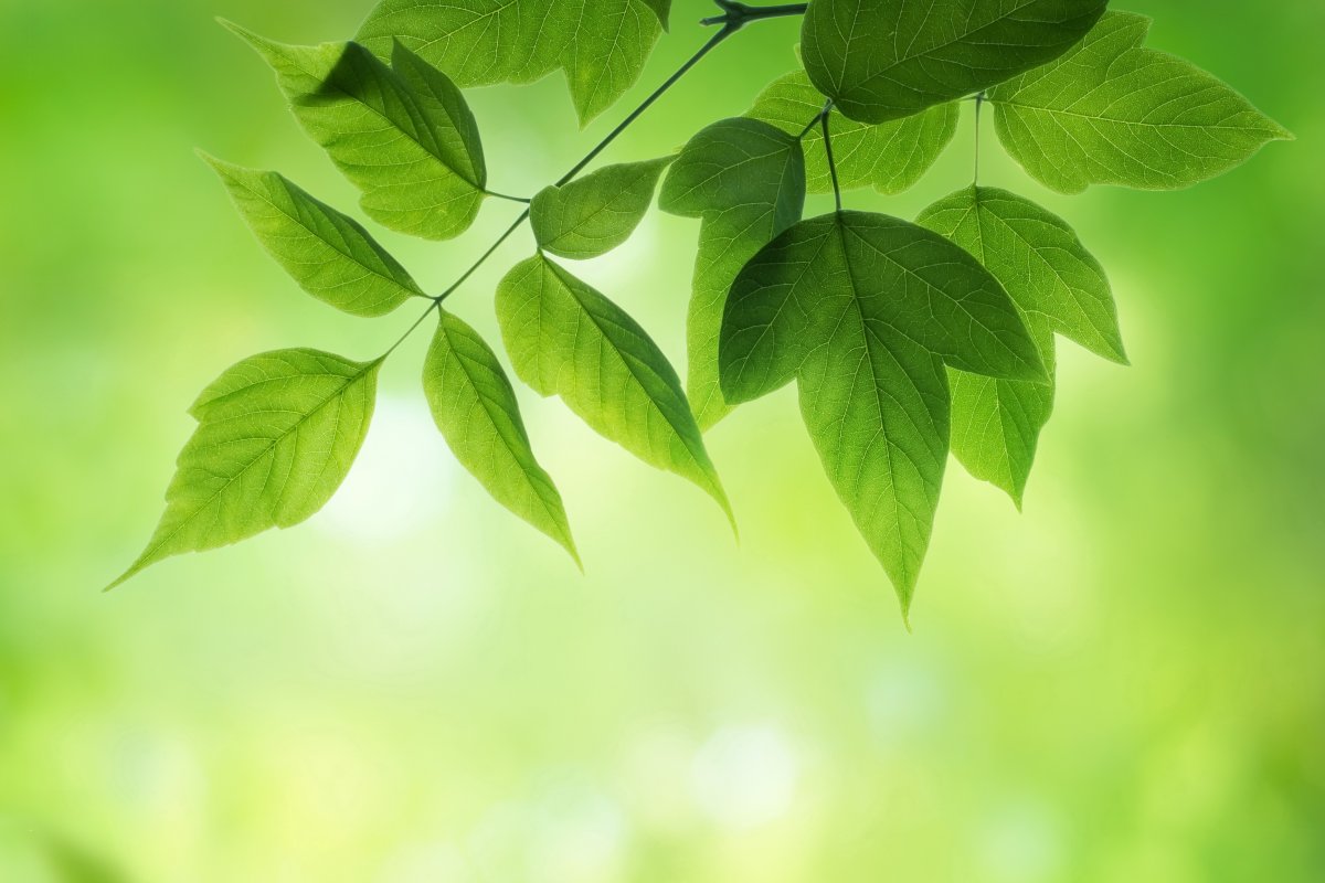 Листья летом