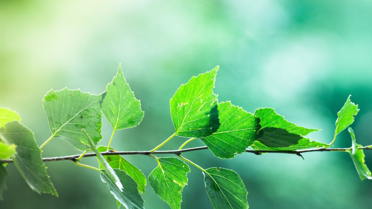 Зеленая ветка