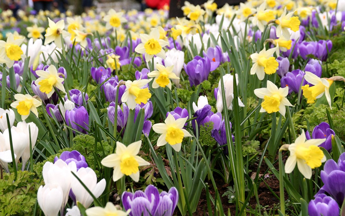 Первоцветы подснежники крокусы