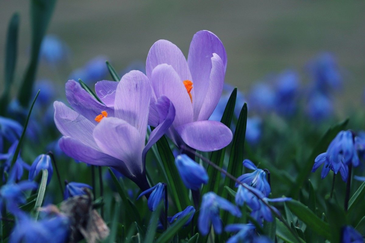 Подснежники и тюльпаны