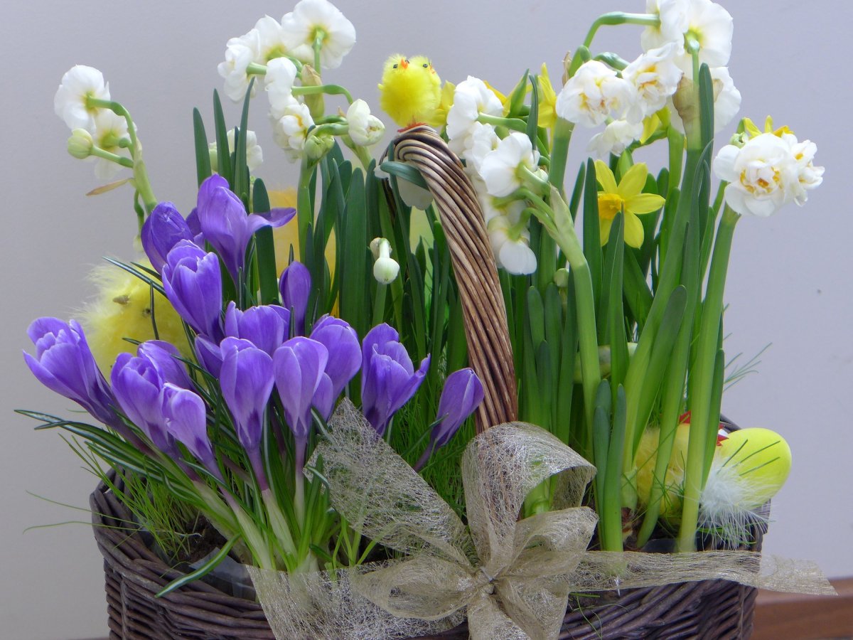 Крокусы нарциссы гиацинты примула